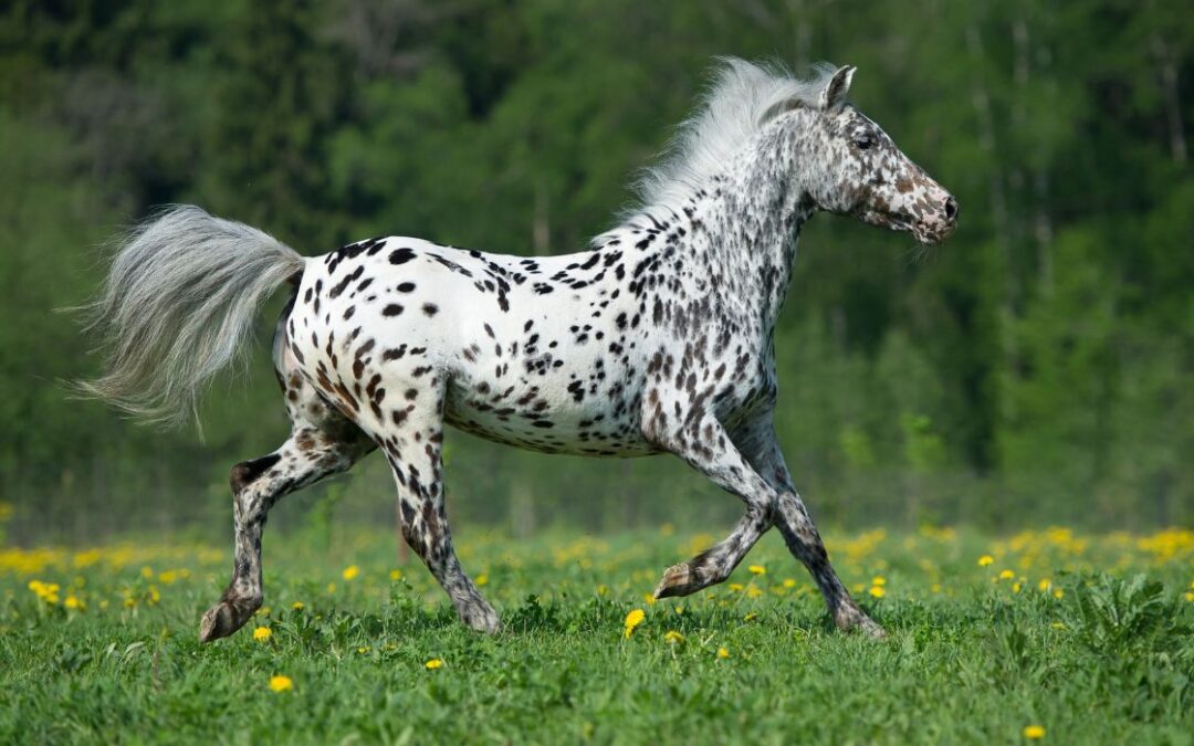 Appaloosa de perfil