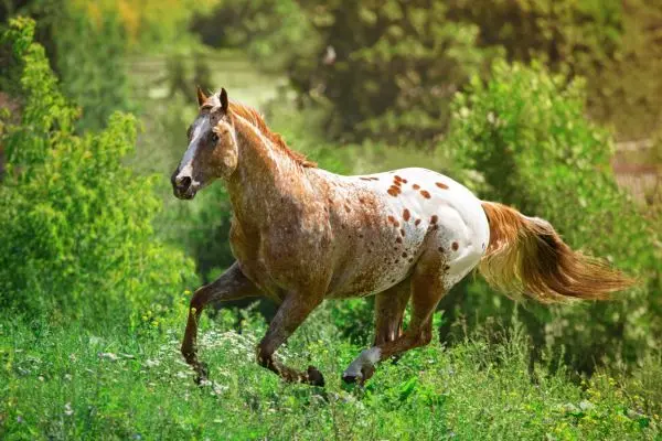 Appaloosa en el paddock