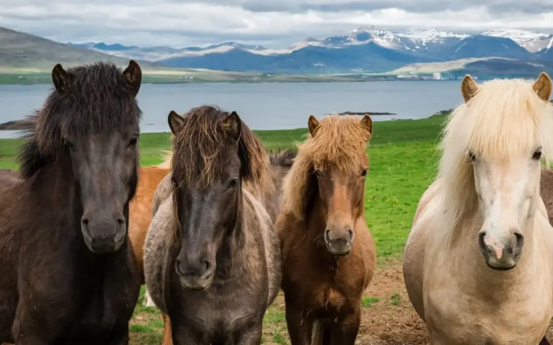 Caballo Islandés