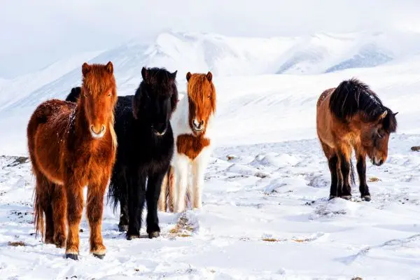 Caballo Islandés herd nieve