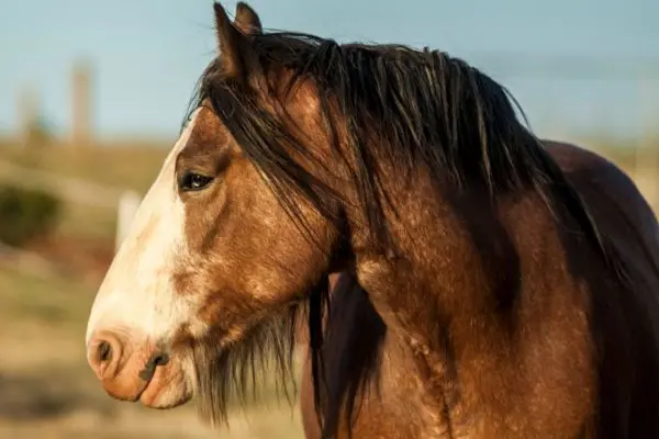 Clydesdale cabeza vista lateral