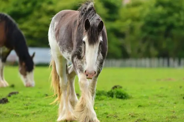 Clydesdale caminando