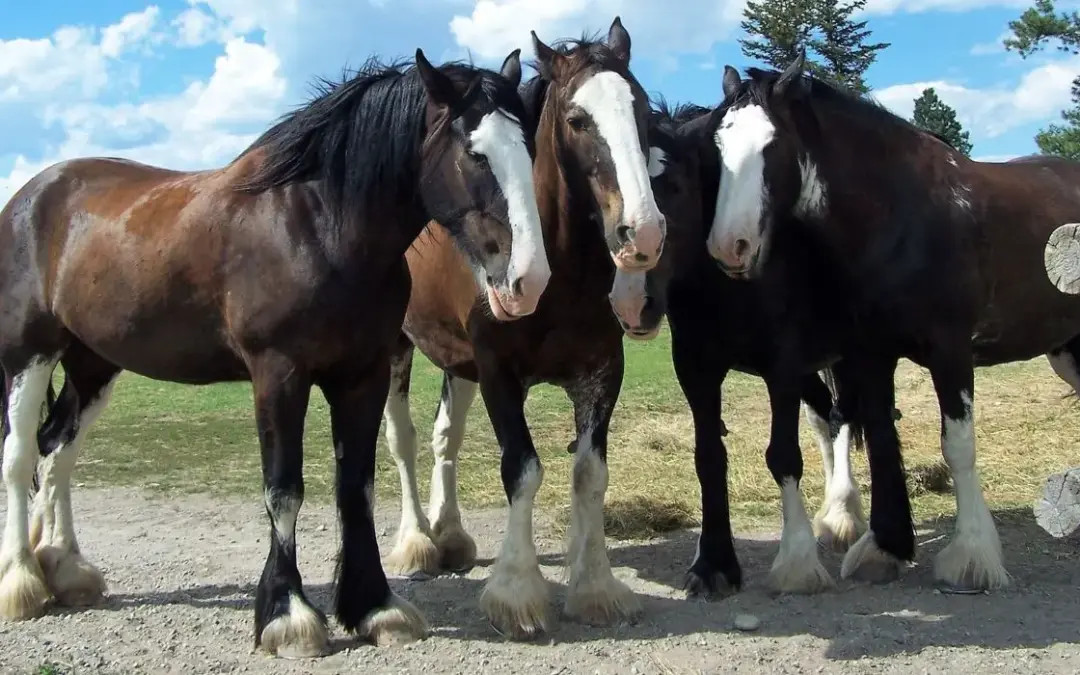 Clydesdale grupo