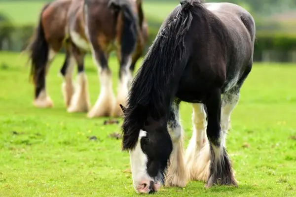 Clydesdale pastando vista frontal