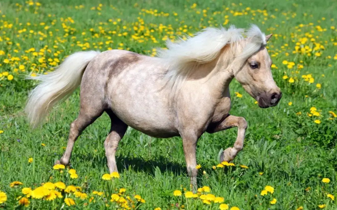 Falabella solo al galope en el prado