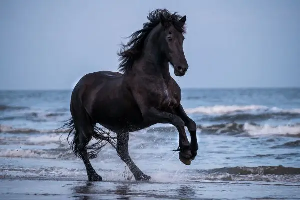 Frison Frison galope agua