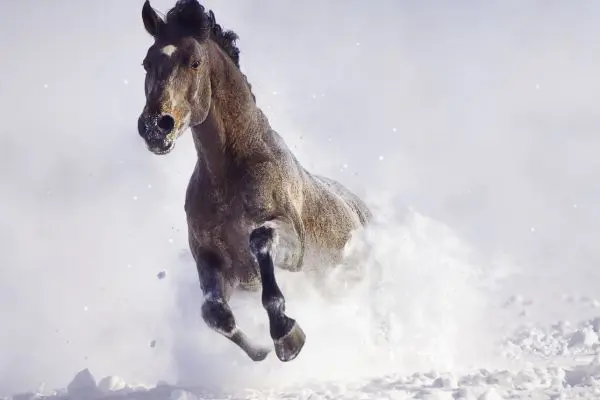 Furioso Furioso galope nieve