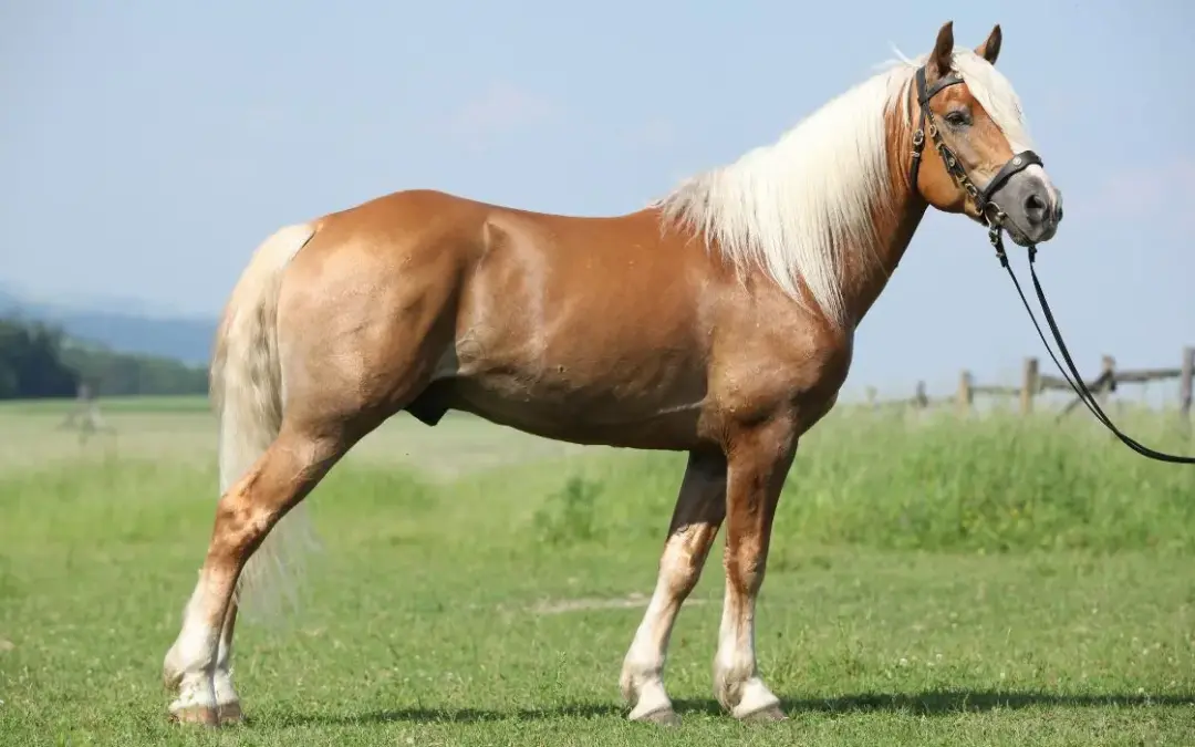 Haflinger