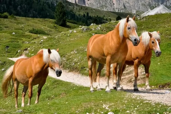 haflinger-en-las-montañas Connemara Pony galope