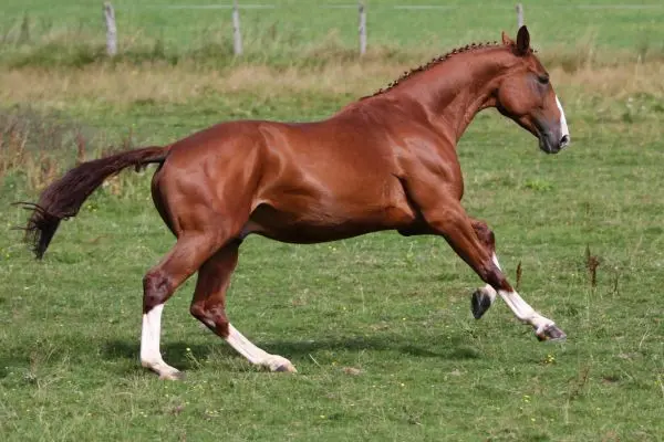 Caballo Hannoveriano galope pradera