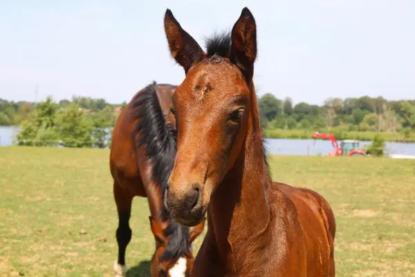Caballo Hannoveriano Caballo Hannoveriano potro