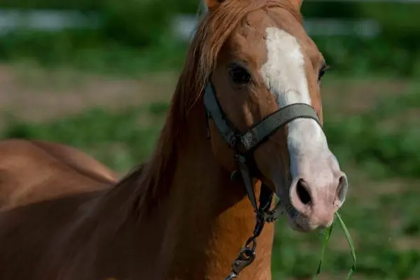 Caballo Karabakh cabeza hierba