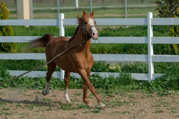 Caballo Karabakh galope