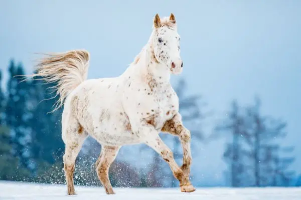 Knabstrupper nieve galope