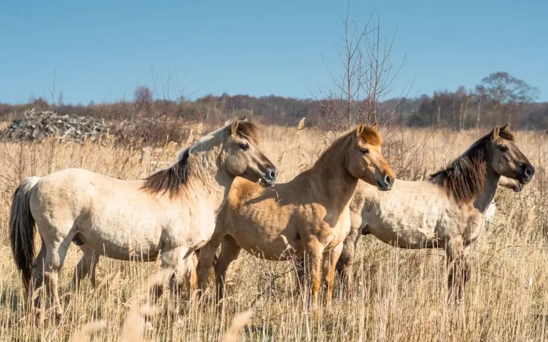 Konik
