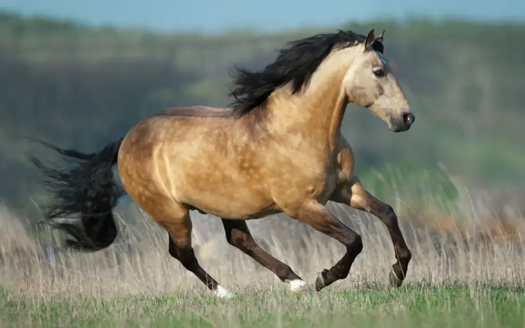 Lusitanos
