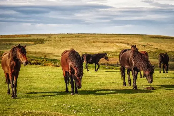 Manada de ponis de Dartmoor en libertad