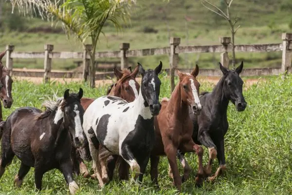 Mangalarga Marchador herd frontal