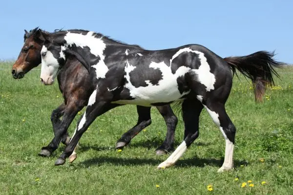 Paint Horse galope lateral