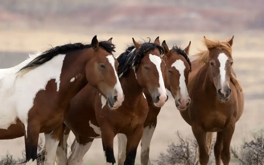 Paint Horse
