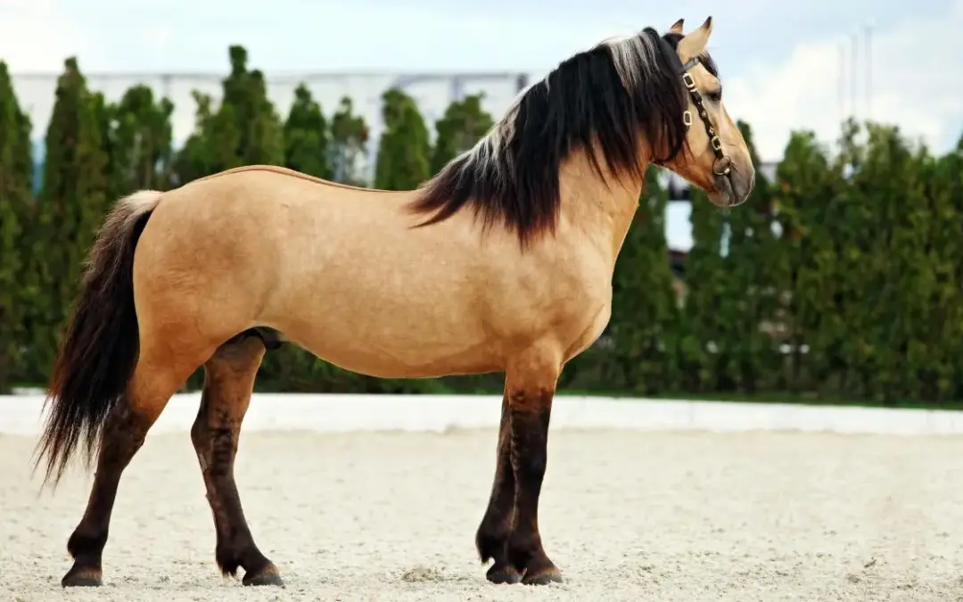 Paso Fino