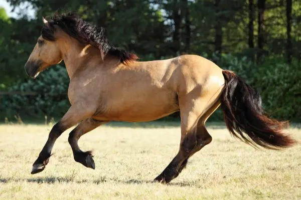Paso Fino Paso Fino galope lateral