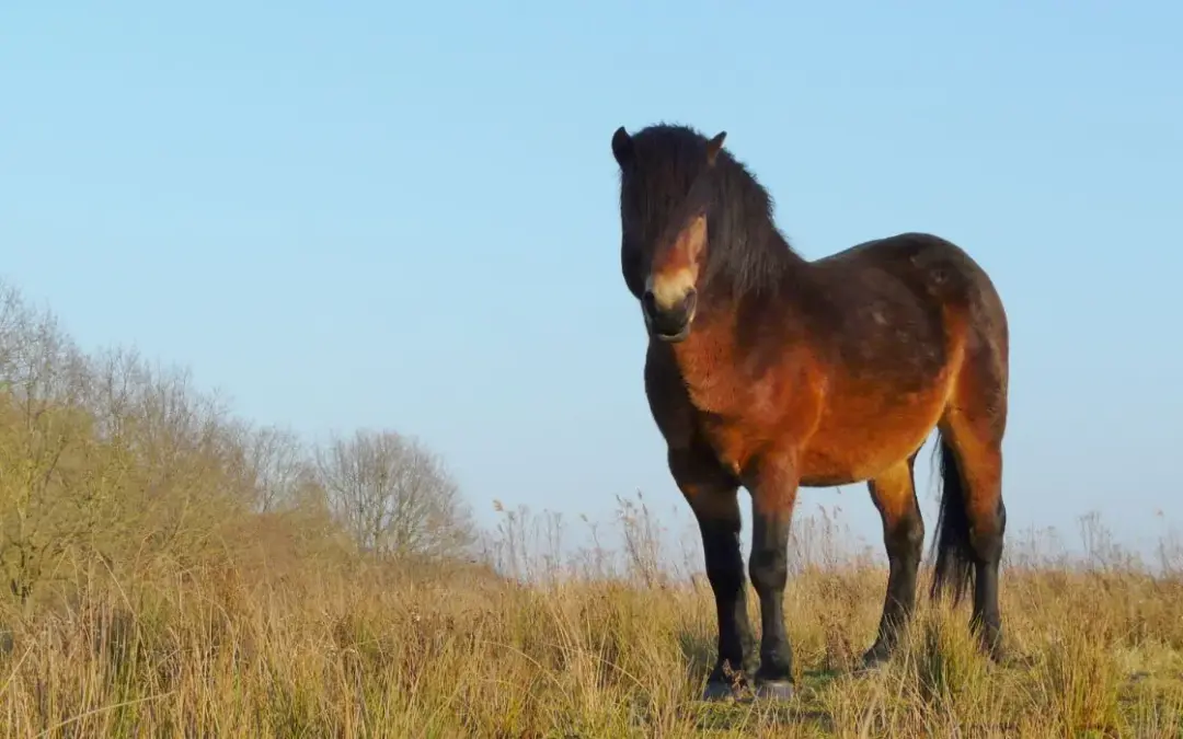 Poni Dartmoor