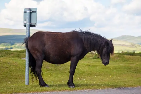 Poni de Dartmoor en el camino