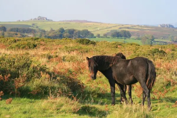Poni de Dartmoor en libertad