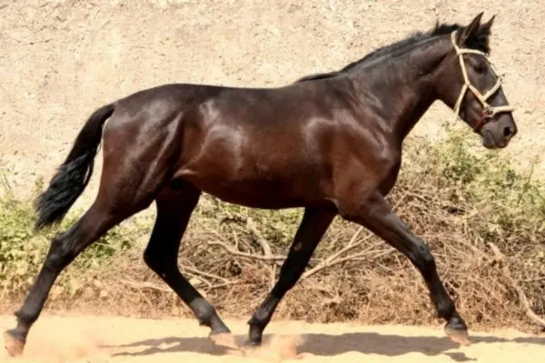 Warlander cuerpo completo alazán
