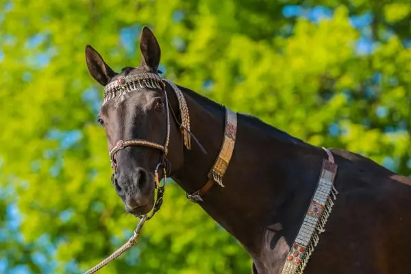 Akhal-Teke adornado