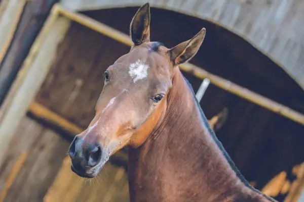 Akhal-Teke retrato