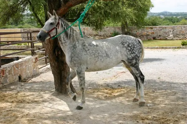 Caballo Azteca del lado