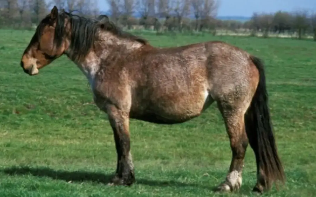 Boulonnais en la pradera