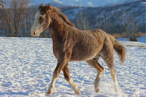 Caballo Curly de perfil nieve