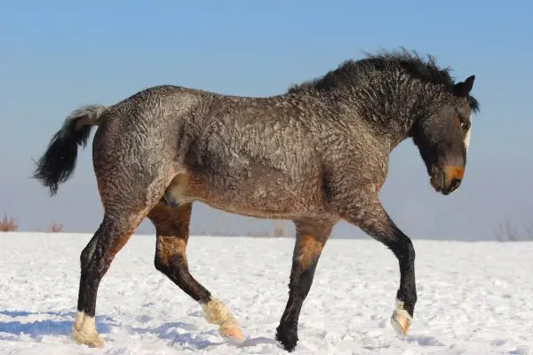 Caballo Curly de perfil trote