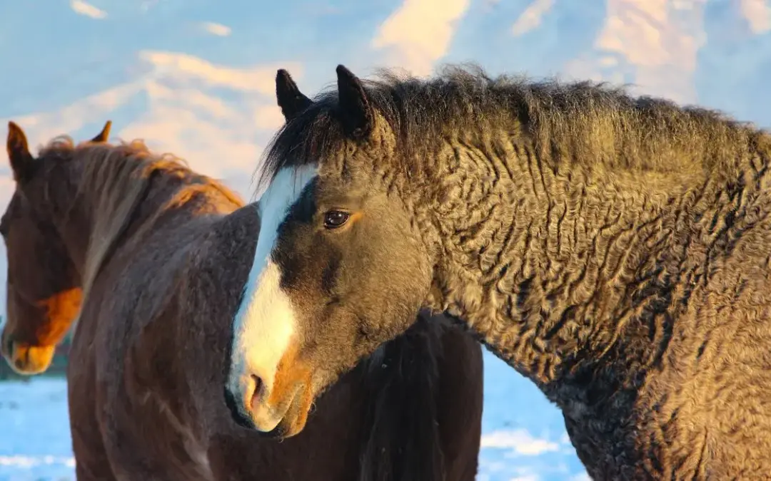 Caballo Curly en pareja