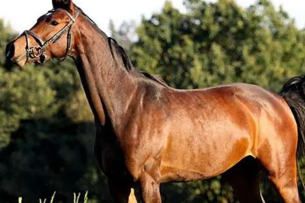 Caballo de Holstein de perfil