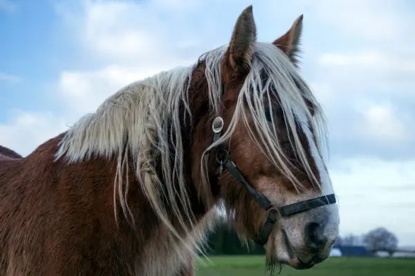 Caballo de Jutlandia cabeza fucsia