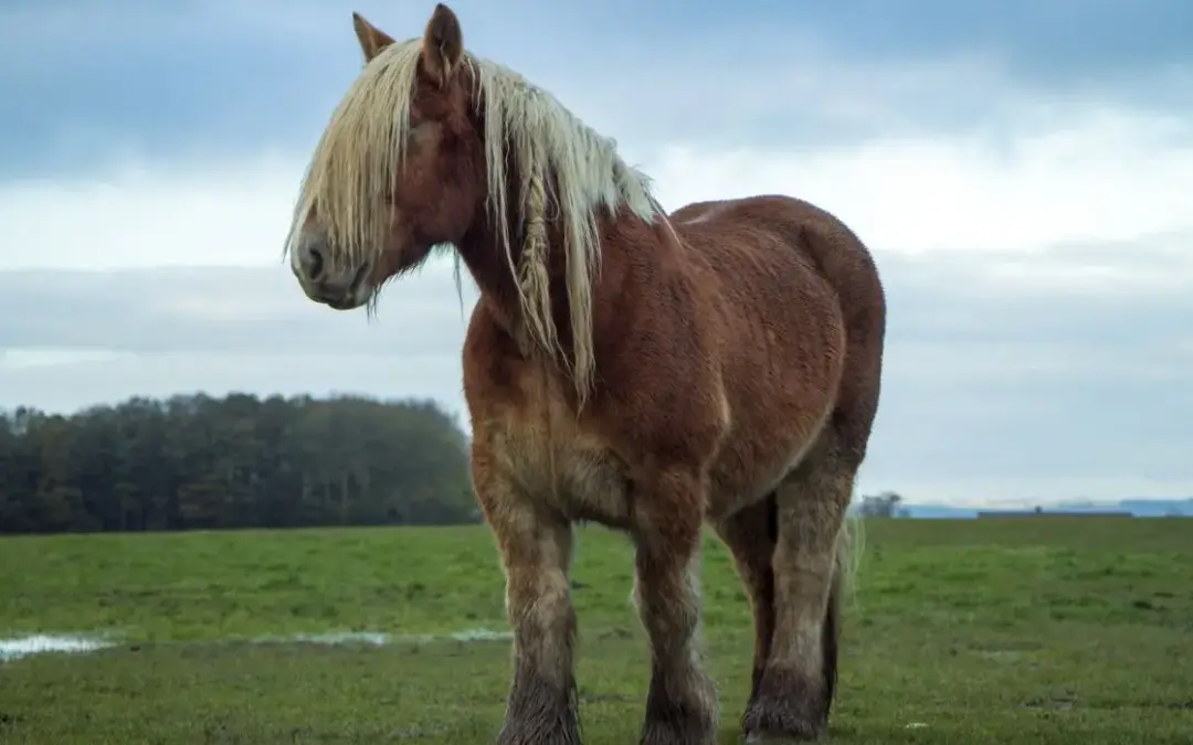 Caballo de Jutlandia de frente fucsia
