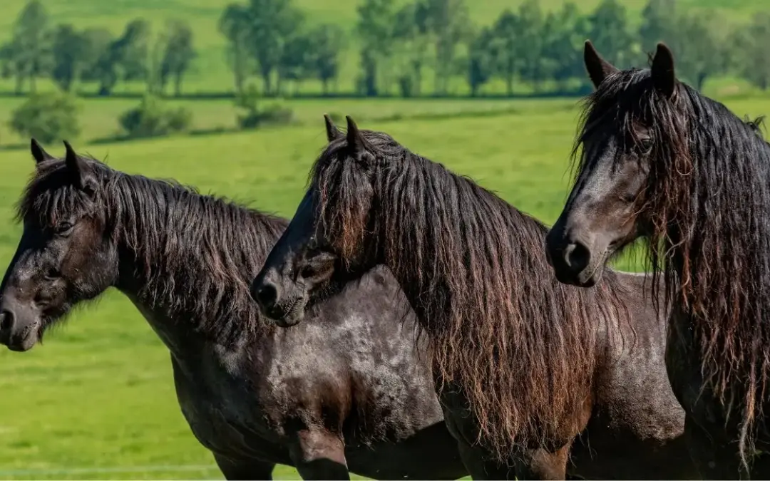 Caballo de Merens cabezas tres