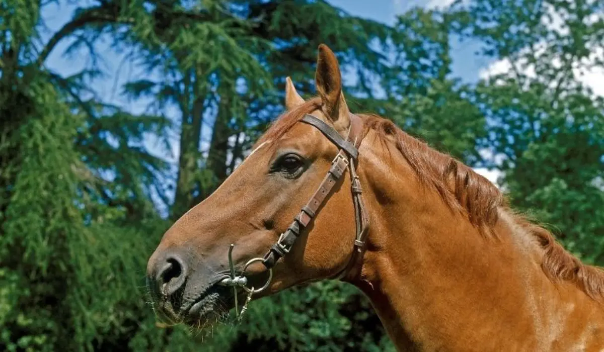 Rectangle 16 Caballo Francés de silla