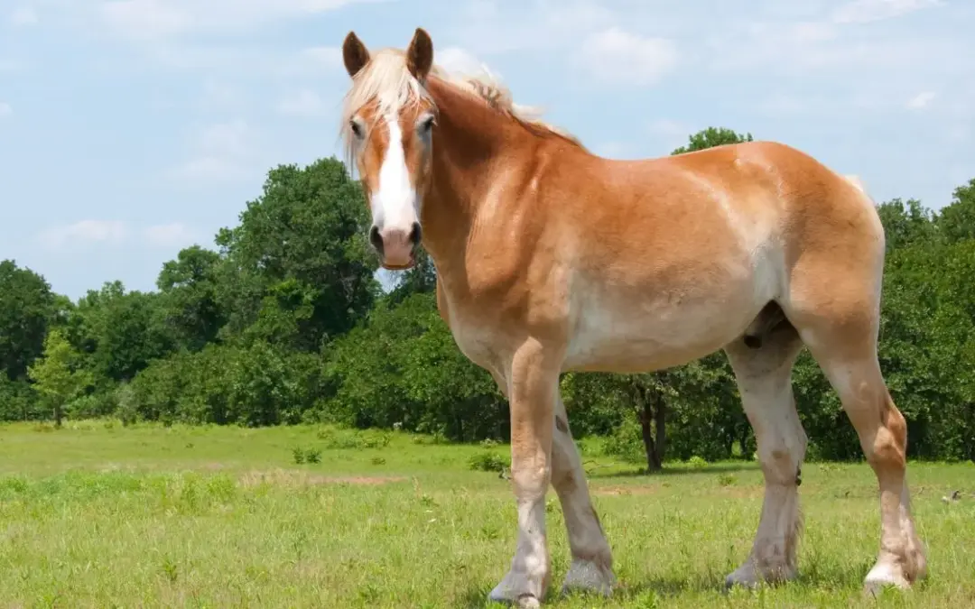 Sangre friá belga de perfil pradera
