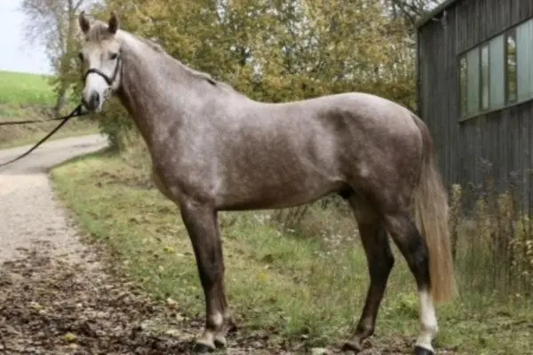 Zangersheide de perfil