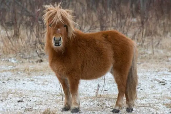 poni-shetland-de-lado Poni Shetland de lado