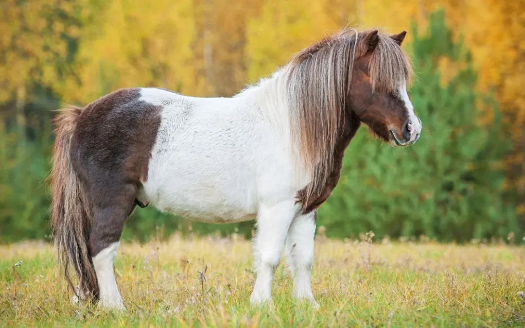 Ponis Shetland