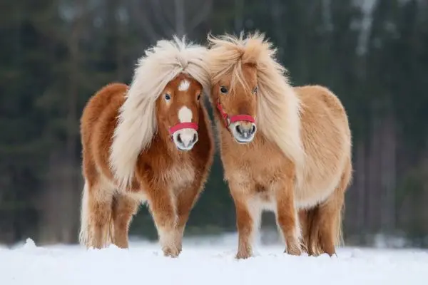 ponis-shetland-en-pareja Ponis Shetland en pareja