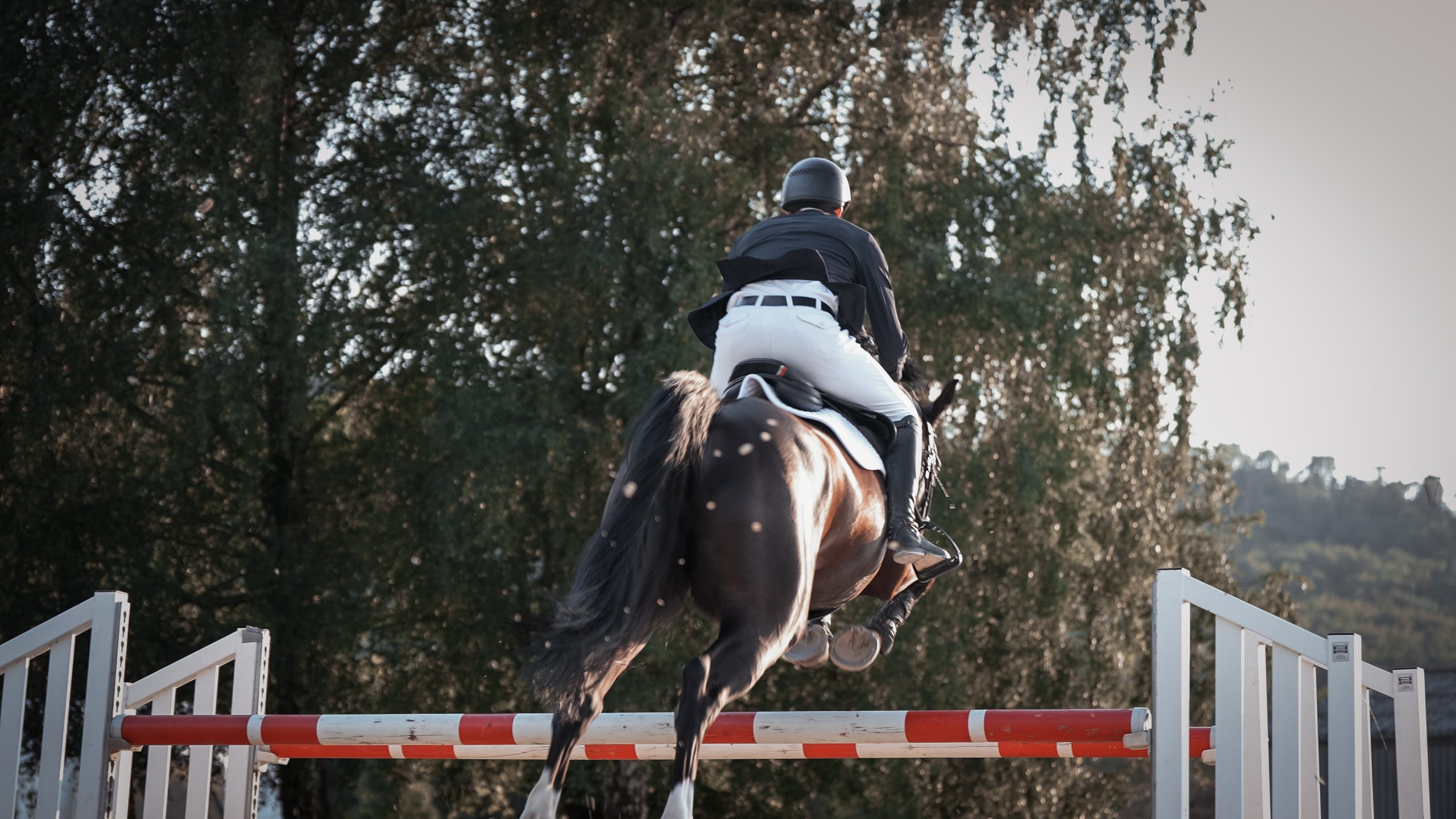 Newsletter-Anmeldung - ehorses revista