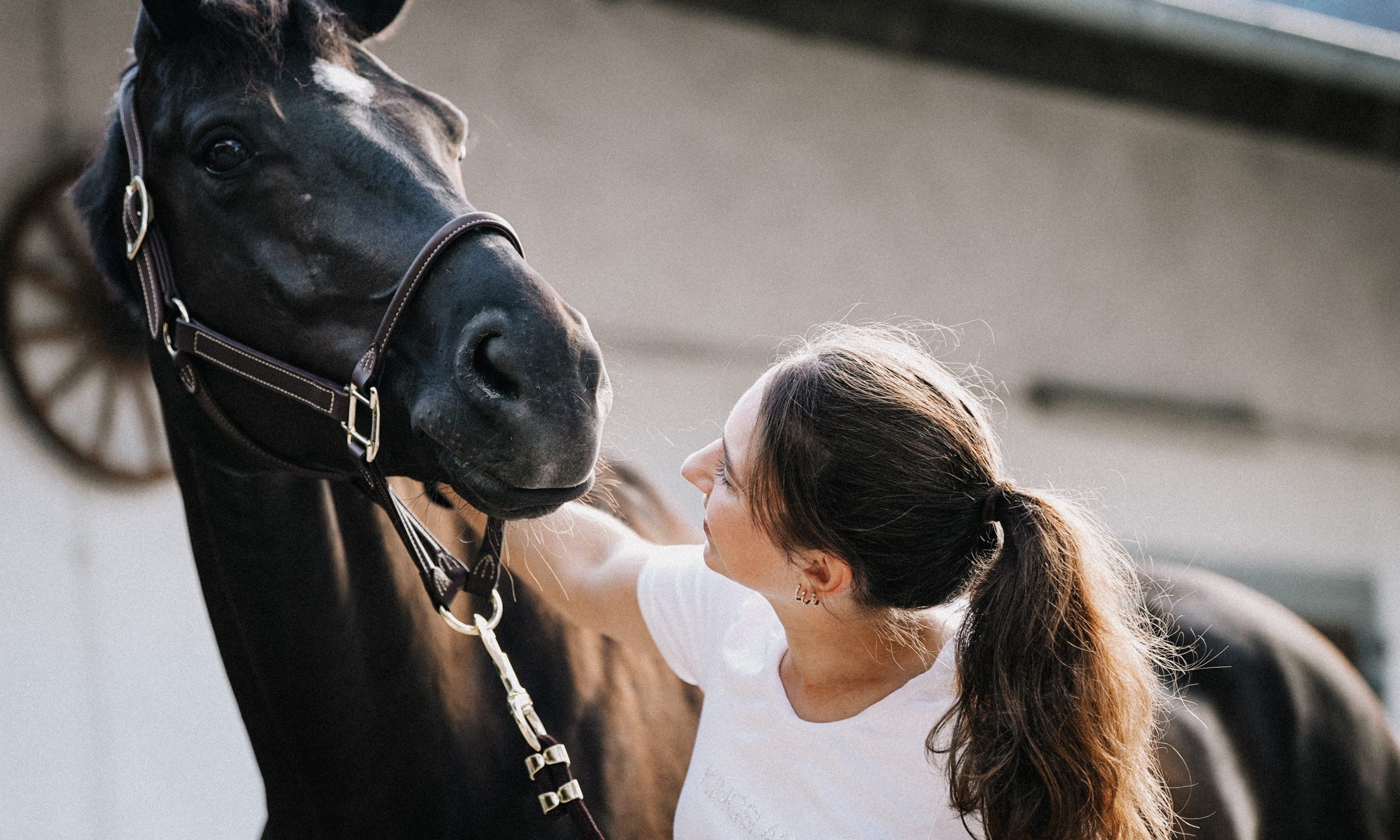 Newsletter-Anmeldung - ehorses revista